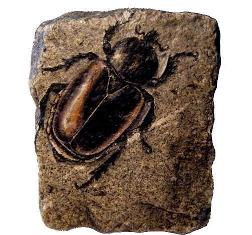 Scarab rock painting paris cobblestone
