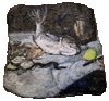Edouard Manet fish still life contemporary visual art rock painting Paris gallery exhibition
